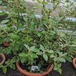 Pomaderris racemosa 整株植物