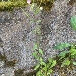 Epilobium lanceolatum Habit