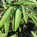 Salvia officinalis Blad