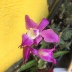 Laelia autumnalis Flower