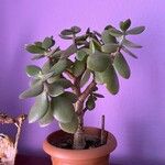 Crassula ovataЛіст