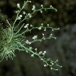 Phymatidium delicatulum Habit