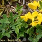 Cytisus ardoinoi Habit