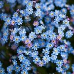 Myosotis corsicana Flower