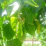 Solanum betaceum Leaf