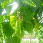 Solanum betaceum Leaf