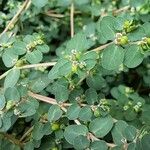 Euphorbia serpens Blatt