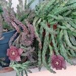 Orbea variegata 形態
