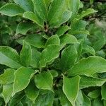 Magnolia liliiflora Leaf