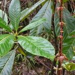 Rhododendron sinogrande Liść