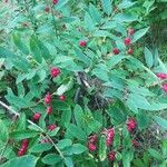 Lonicera canadensis Fruit