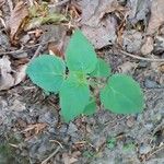 Circaea alpina Leaf