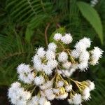 Ageratina riparia പുഷ്പം