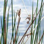 Juncus effusus Cvet