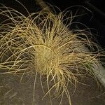 Carex comans പുഷ്പം