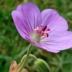 Geranium sylvaticum 花