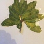 Daphne laureola Leaf