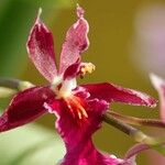 Oncidium altissimum Muu