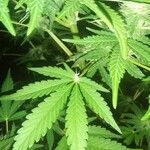 Cannabis sativa Лист