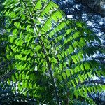 Caryota obtusa Folha