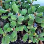 Crassula lanuginosa Folha