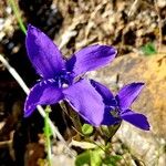 Gentianopsis ciliata Kwiat