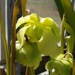 Sarracenia alata Flower