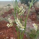 Gomphocarpus integer Flower