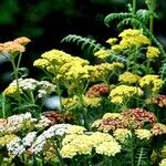 Achillea tomentosa 整株植物