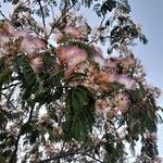 Albizia julibrissinफूल