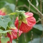 Abutilon striatum 花