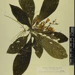 Echinacanthus attenuatus Otro