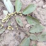 Bridelia retusa Fruit