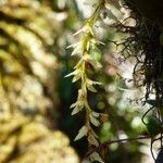 Bulbophyllum nutans ᱵᱟᱦᱟ
