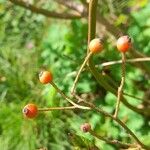 Rosa setigera Fruit