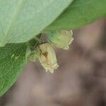 Vaccinium pallidum Flor