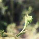 Linaria arenaria Fleur