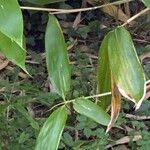 Sasa palmata Leaf