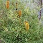 Banksia spinulosa Συνήθη χαρακτηριστικά