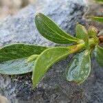 Salix retusa Habitus