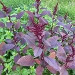 Amaranthus cruentus 花