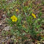 Potentilla gracilis ᱵᱟᱦᱟ