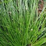 Isolepis cernua Blad