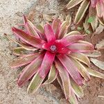 Neoregelia carolinae整株植物