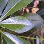 Pittosporum tobira Leaf