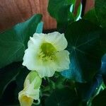 Tropaeolum minusFlower