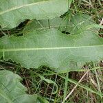 Rumex cristatus Leaf