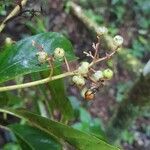 Saurauia yasicae Fruit