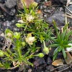 Sagina procumbens ശീലം
