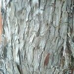 Cupressus arizonica Bark